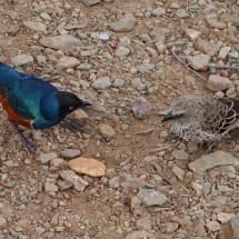 Birds - Glossy Starling (left)